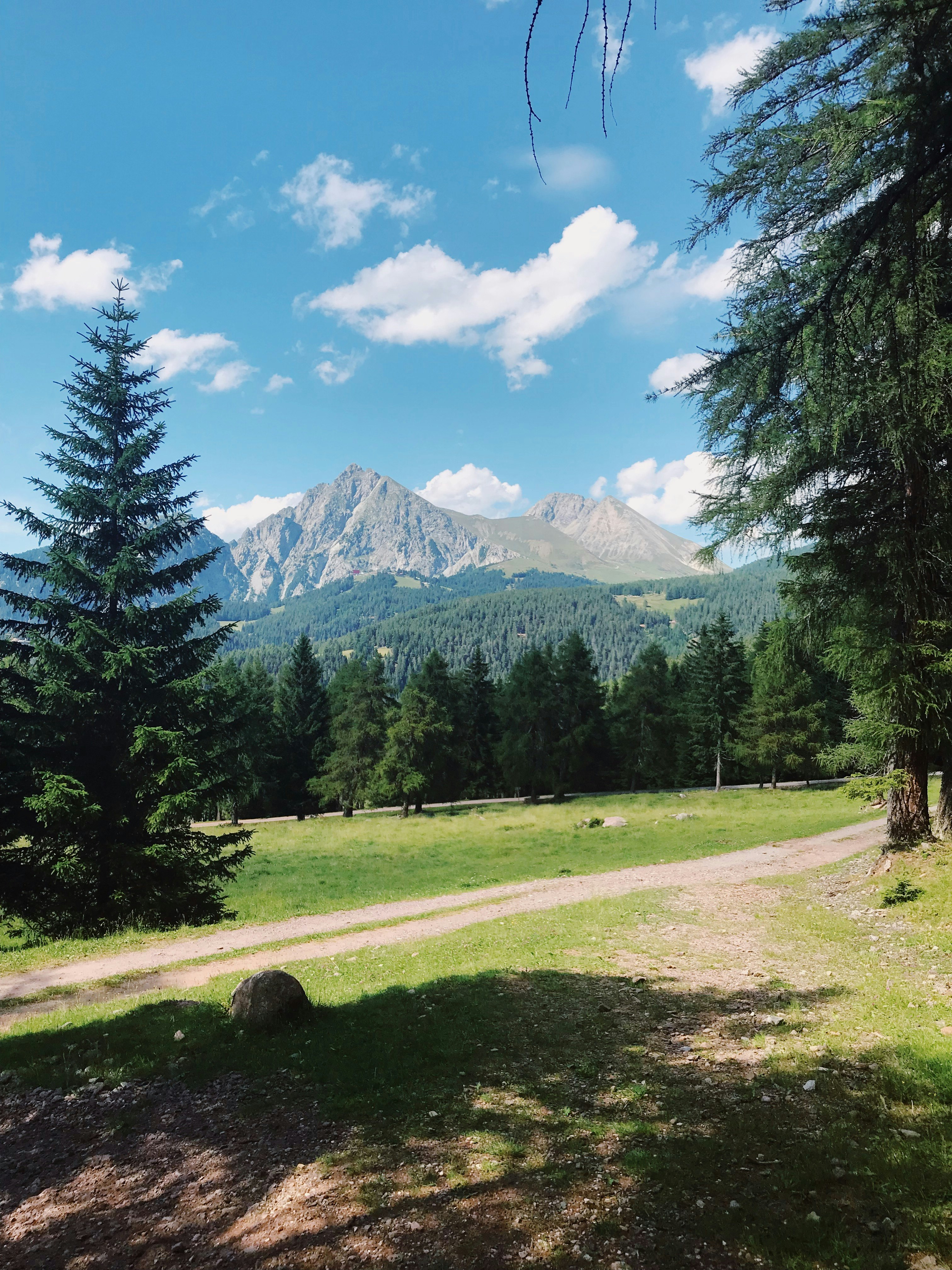 green pine trees under blue sky